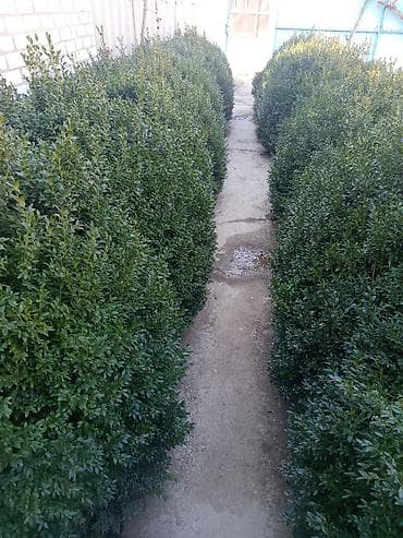 цветок бенджамин фикус: Живая изгородь из самшита (Buxus) – декоративные кусты для озеленения — 4