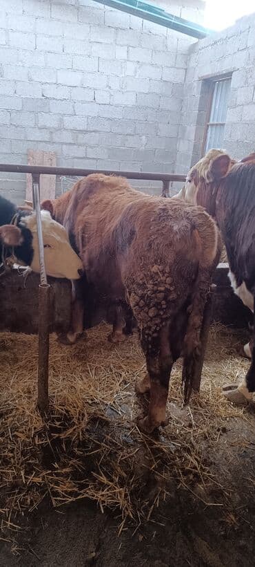 бравекто для собак бишкек: Продаю | Бык (самец) | На откорм | Привязанные — 4