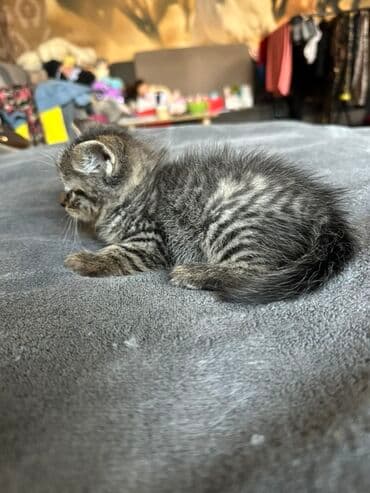 хочу купить кошку: Кошка даром: Британская короткошёрстная, 1 месяц, Мальчик, Метис — 7