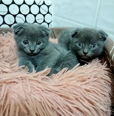 мышык сатылат: Скотиш Фолд (Шотландиялык шалпаң кулак), 1 айлык, Эркек, Боз, Лотокко барууга үйрөтүлгөн — 5