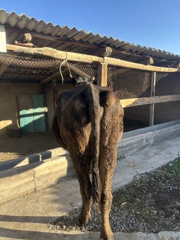 котята отдам в добрые руки: Продаю | Корова (самка) | Полукровка | Для молока | Привязанные — 6