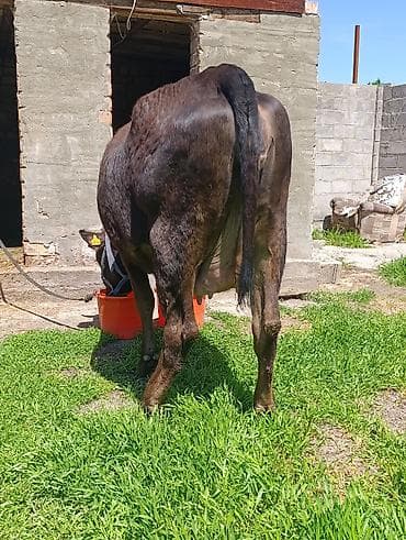 швицкая карова: Продаю | Корова (самка) | Для разведения, Для молока — 3