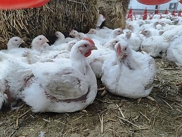 Животные: Продаю | Петух | РОСС 308 | На забой — 3
