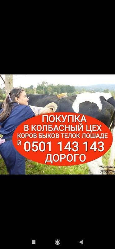 Частное лицо, Колбасный цех : Коровы, быки, Лошади, кони, Другие с/х животные, | Круглосуточно, Любое состояние, Забитый