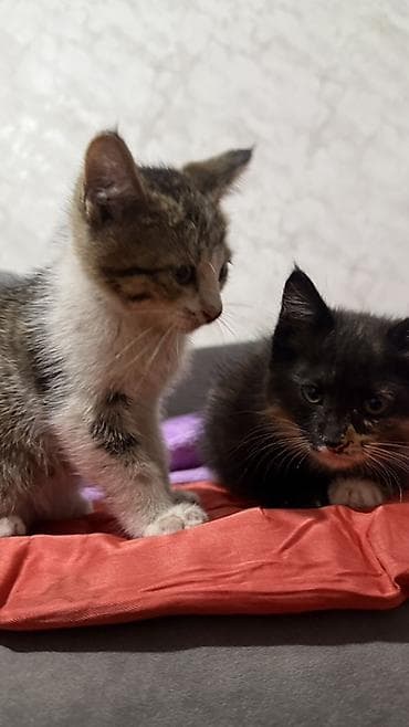 животные купить: Котята, отдам даром в хорошие руки Описание: - Возраст на фото — 6