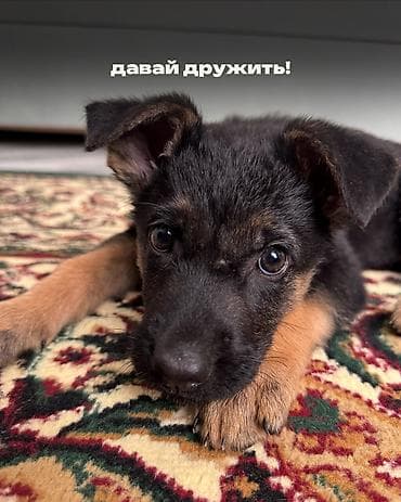 собаки каракол: Ит бекер берилет: Немис овчаркасы, 2 айлык, Ургаачы — 6