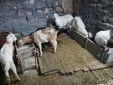 Аквариумдар: Сатам | Эчки (ургаачы) | Аргын | Көбөйтүү үчүн — 3