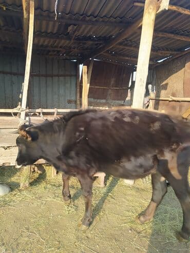 продам бу оборудование для птицефабрики: Продаю | Тёлка | Полукровка | На откорм | Отела не было — 3