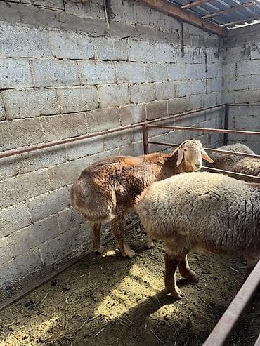 Үй жаныбарлары үчүн товарлар: Сатам | Ургаачы кой (ургаачы) | Көбөйтүү үчүн — 3