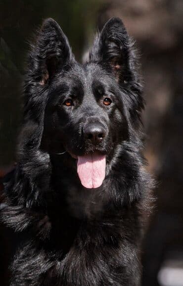 овчарка немецкий: Щенки немецкой овчарки, полностью чёрного окраса, есть длинношерстный — 1