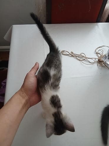 котята сиамской кошки: Сиамская, 2 месяца, Мальчик, Проглистована — 6