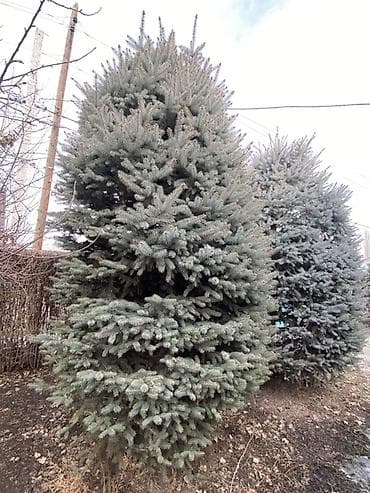 md 4030: Саженцы деревьев: Ели — 2