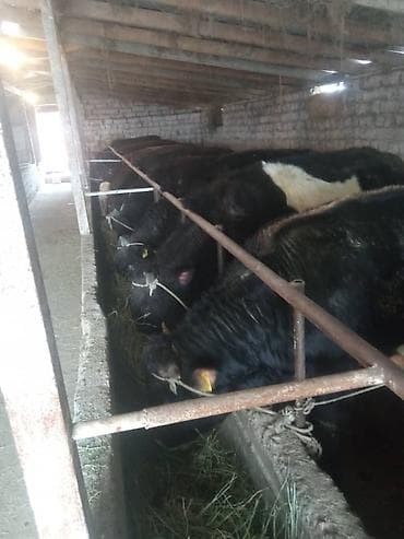 продажа кукурузы в початках: Продаю | Бык (самец) | На откорм | Привязанные — 7