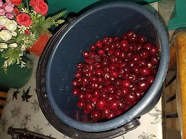 черешня: Вишня Оптом — 1