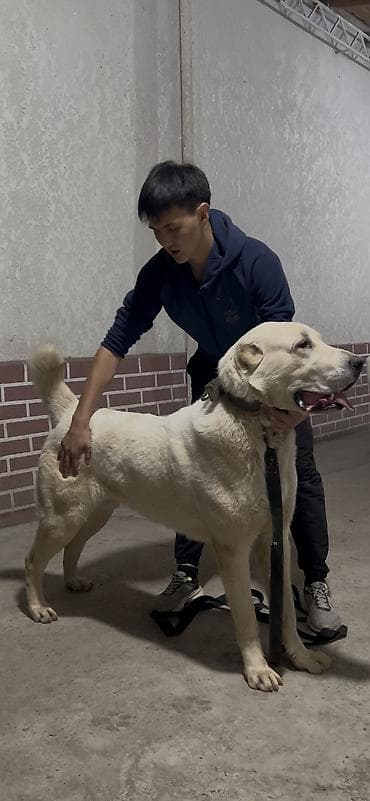 бычок бычки: Вязка: Алабай, Самец, 2 года, С прививкой, С родословной — 4