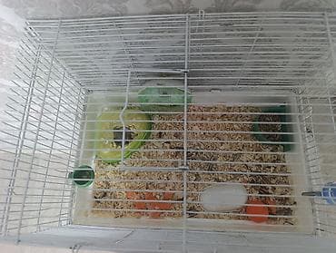 hamster kombat voucher: ПРОДАЮ ХОМЯКА ВМЕСТЕ С КЛЕТКОЙ ЗА 700 СОМОВ ЕСТЬ ВСЕ КОРМ ОПИЛКИ ХОМЯК — 1