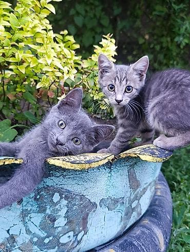 scottish fold: Отдам котят в хорошие добрые руки - Возраст: примерно 2–3 месяца — 2