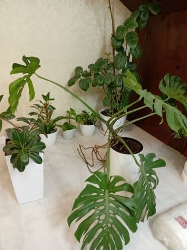 мицелий грибов: Комнатное растение: монстера делициоза в горшке - Крупные рассечённые — 4