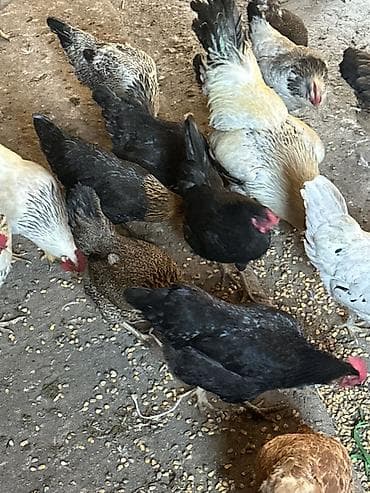 где купить породистых кур: Продаю | Куры, Петух, Цыплята | Кохинхин, Домашняя, Кучинская | На забой, Для разведения, Несушки — 6