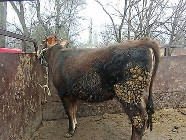 хмонг собака цена россия: Продаю | Корова (самка), Тёлка, Музоо, торпок | На забой, Для разведения, На откорм | После отела — 2