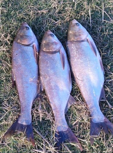 купить семена люцерна: Свежий — 1