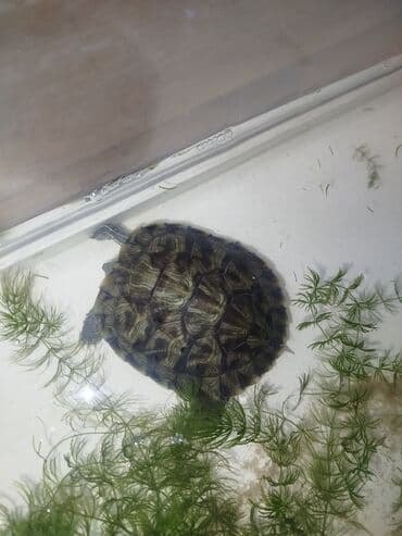 Продаю красноухих молодых черепах Описание: - Аквариумная водная at lalafo.kg Продаю красноухих молодых черепах Описание: - Аквариумная водная
