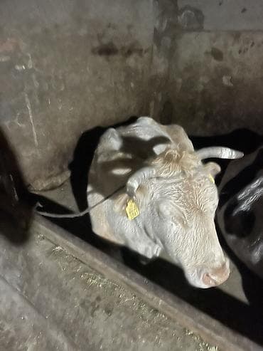 Грызуны: Продаю | Корова (самка) | Для молока | Привязанные — 3