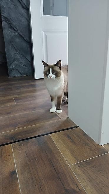 метис сибирской кошки: Кошка даром: Беспородная, 2 года, Девочка, Кастрирована, Метис, Приучена к лотку — 3