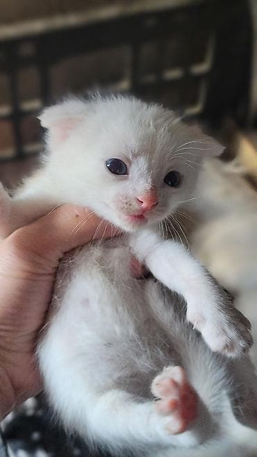 шотландский котята: Котята, помёт из нескольких малышей разного окраса: - чёрный - — 5