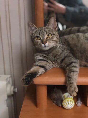 тез арада: Мышык бекер берилет: Породасыз, 7 айлык, Ургаачы, Бычылган, Лотокко барууга үйрөтүлгөн, Курттардан тазаланган — 7