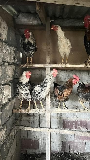 бычки маленькие: Продаю | Куры | Бойцовая | Для разведения — 5