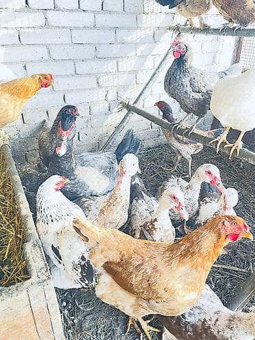 бычки токмак: Продаю цена сразу Окончательную напишу, Бойцовые курочки по две — 3