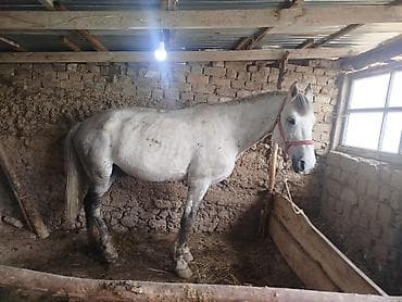 как бросить курить: Продаю | Жеребец | Рабочий — 2