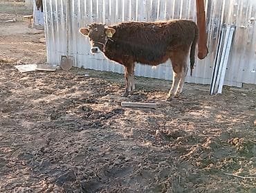 Птицы: Продаю | Бык (самец) | Полукровка | На откорм — 3