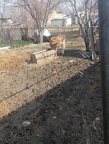 Продаю | Тёлка | На откорм