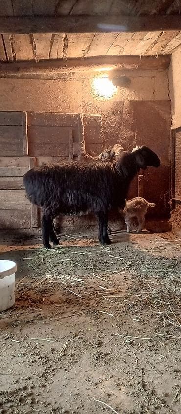 Продаю | Овца (самка) | Для разведения | Матка at lalafo.kg Продаю | Овца (самка) | Для разведения | Матка