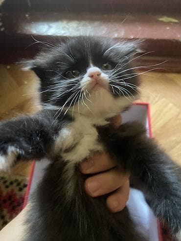 Продажа кошек: Котята, пушистые комочки счастья - Помёт из двух котят: оба — 3