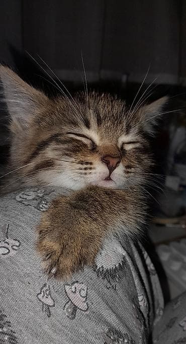 кошка породистые: 2 месяца, Мальчик, Приучена к лотку — 3