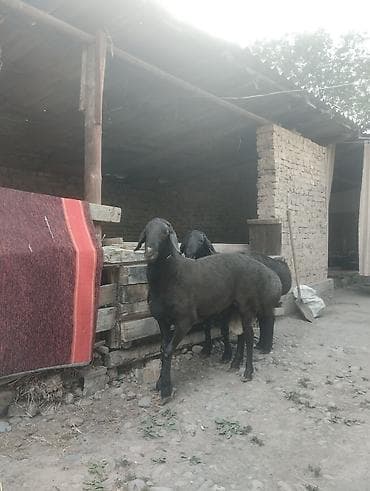 Животные: Продаю | Баран (самец) | Арашан | Для разведения | Племенные — 8
