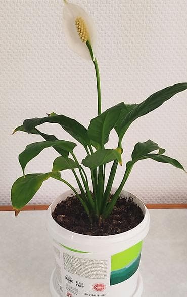 тещя: Спатифиллюм, женское счастье, большой Обильно цветущий- большой — 1