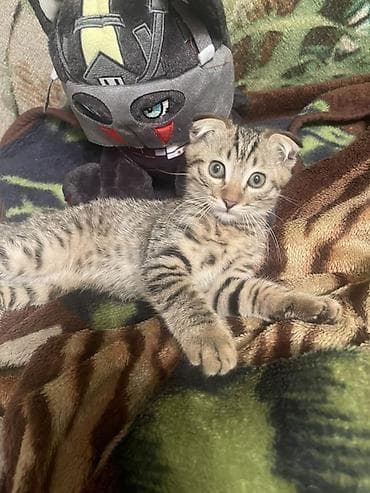 cat sofa: Скотиш Фолд (Шотландская вислоухая), 3 месяца, Мальчик, Приучена к лотку — 1