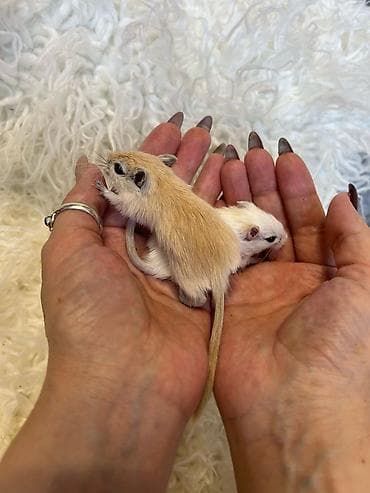 Собаки: Продаются хомячки сирийские, ангорские пушистые хомячки, джунгарские — 9