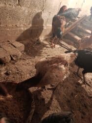 продажа домашних животных: Сатам | Тооктор, Балапандар | Дакан | Тебиштирүү үчүн — 5