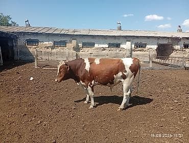 котята фото: Продаю | Бык (самец) | Для разведения | Осеменитель — 3