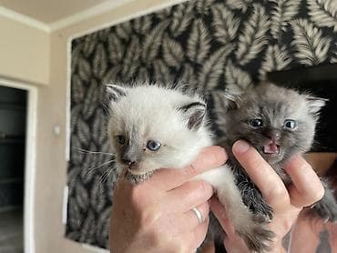 сибирские кошки: 1 месяц, Девочка, Приучена к лотку — 6