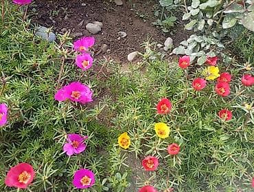 однолетние цветы: Портулак крупноцветковый (Portulaca grandiflora), многоцветковая — 1