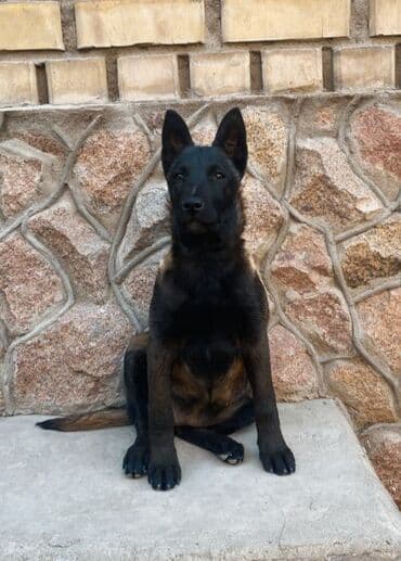 французский бульдог купить бишкек: Вязка: Бельгийская овчарка, Самец, 3 года, С прививкой, С родословной — 1