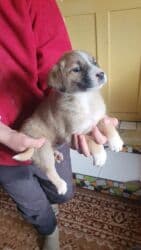 собака питбуль: 1 месяц, Самец, С прививкой — 11