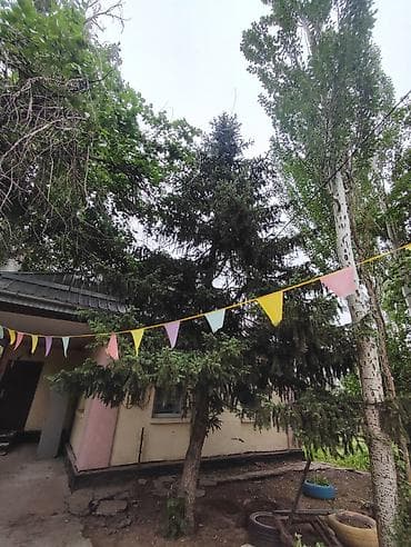 еловая ветка: Ель (садовое дерево) для пересадки - Порода: ель обыкновенная. - — 1