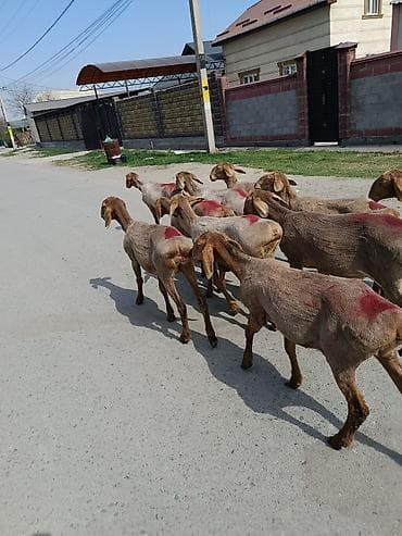 купить курей: Продаю | Ягненок | Для разведения — 1